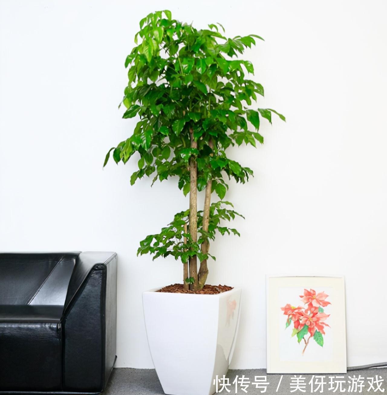 11月在家3种树,成活率高,外形美观,修剪一下做成珍贵盆景