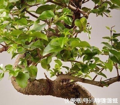 盆栽|这3种花越养越旺，摆在家里很惬意，精致小巧老桩更值钱！