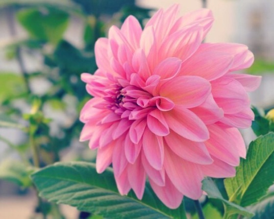 1种花，花大色艳胜玫瑰，盛夏爆花枝，花开上百朵，一开就是180天