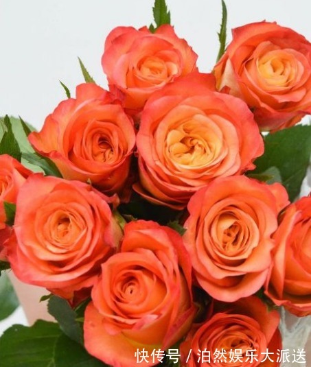 喜欢牡丹，不如养盆“珍稀玫瑰”洋葵花，花团锦簇，妩媚高雅