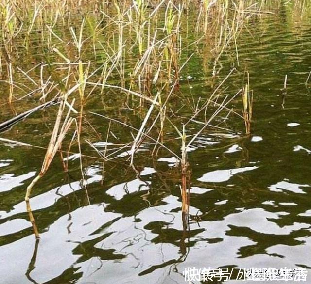 水域|别再抢老钓位了,“秋老虎”鱼儿都藏在这,选这垂钓事半功倍