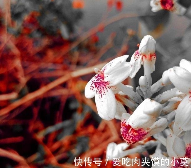 桃花|下礼拜，相思不减，痛苦心碎，桃花归来，互相追逐，幸福无比