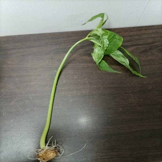 虎掌|盲目听信偏方!两勺下去,桐乡老太被紧急送医