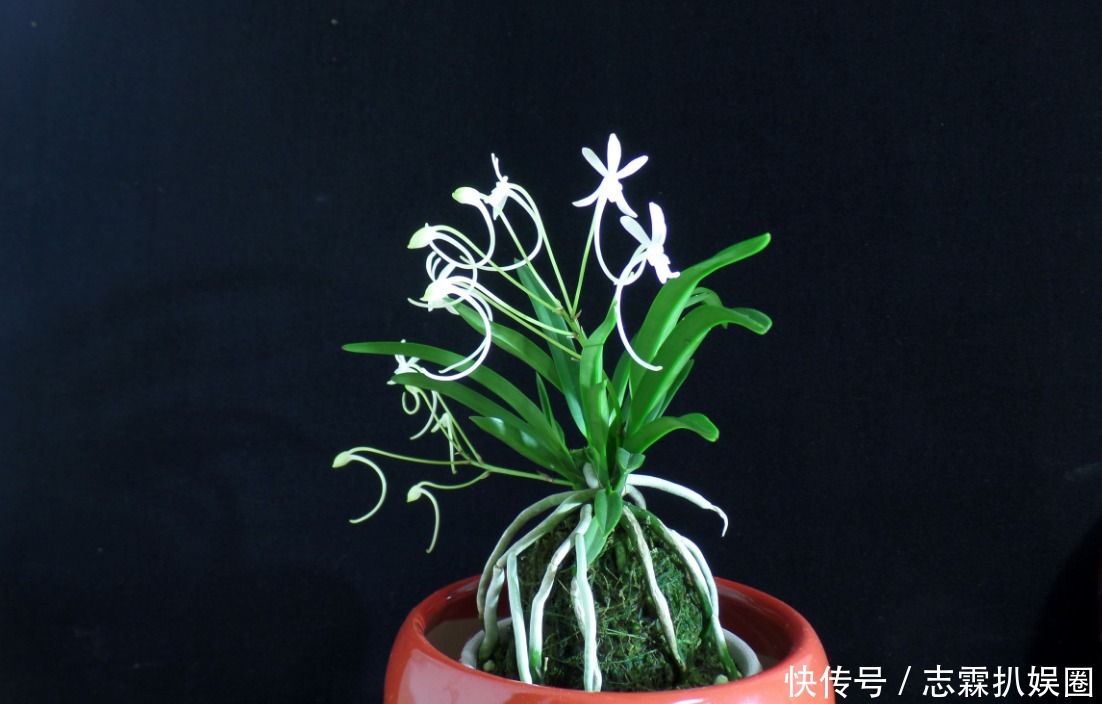 野外|野外寻回来的健康风兰,养在家里就黄叶烂根,好养活不代表随便养