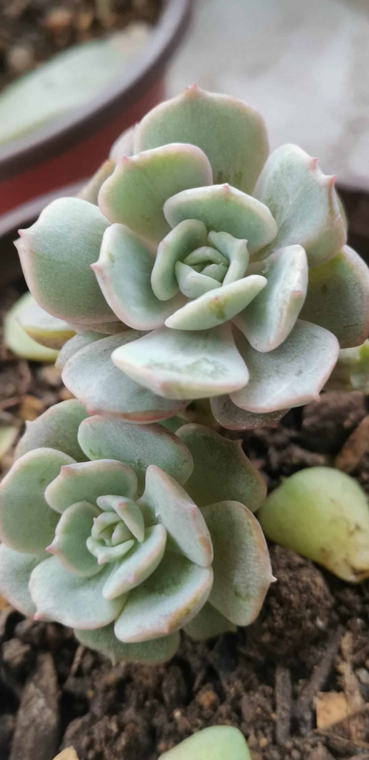 过敏|前方有花粉，花粉过敏者请小心！当然，也有花对你友好