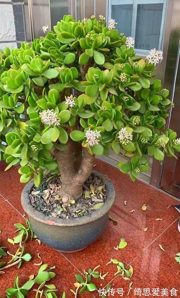 客厅想养“健康花”,建议从这12种里面选,不仅养人,还大气吉祥