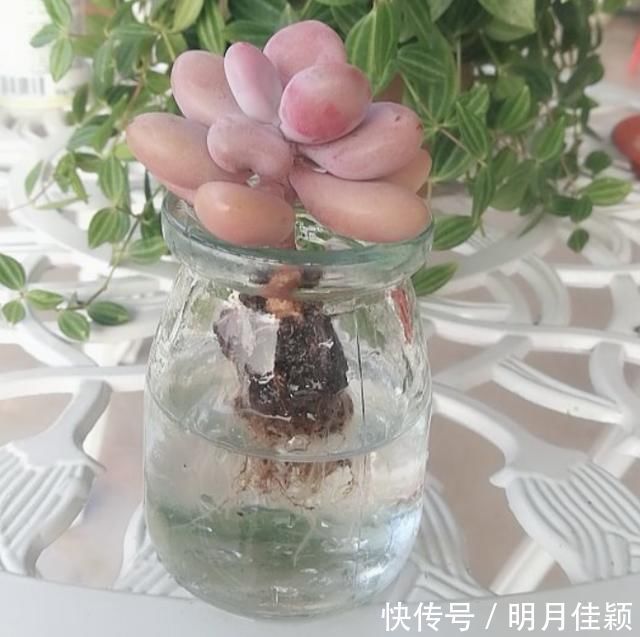 多肉丢水里好度夏,叶子疯狂吸水,几天就变胖了