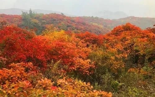 香山|最美北京秋景之：坡峰岭红叶