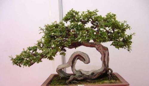 裸根盆景|“盆景”想要漂亮,试试3个“套路”,啥花都能养成“裸根盆景”