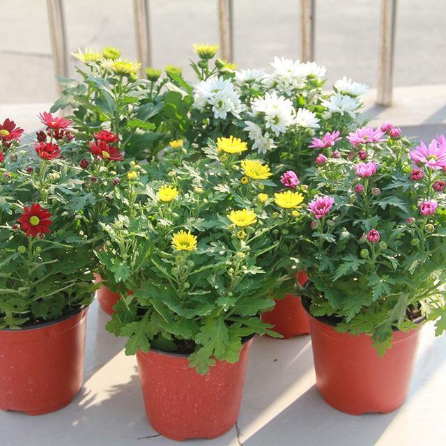 10种花适合养窗台,晒晒太阳,浇浇水,一年300多天都开花