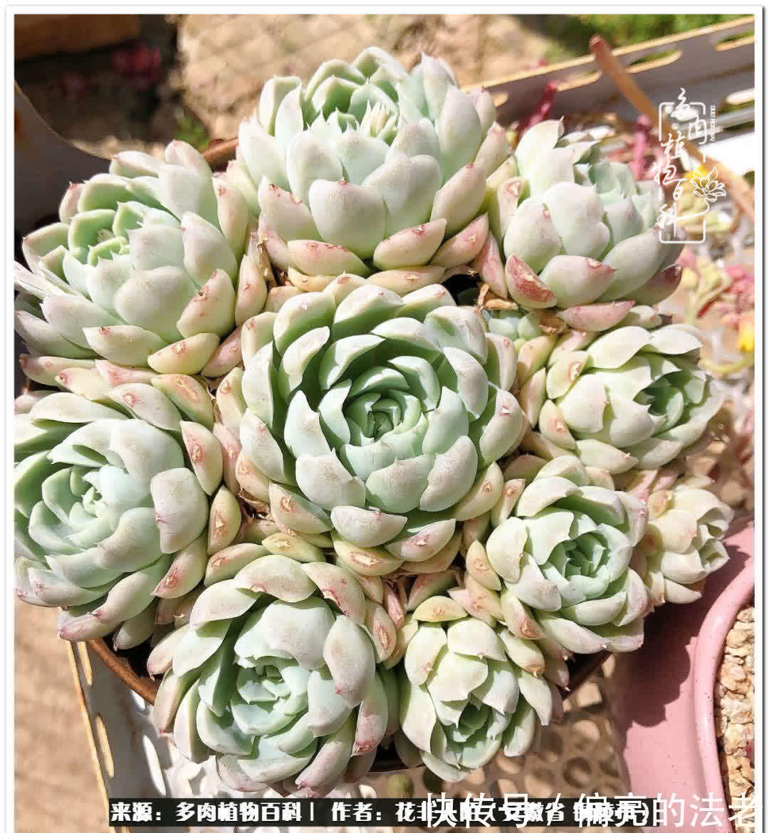 感恩遇见,感谢有你——多肉