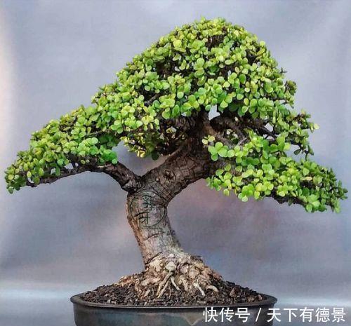 夏天养金枝玉叶,掌握3个要点,不黄叶不烂根,造型别致又美观