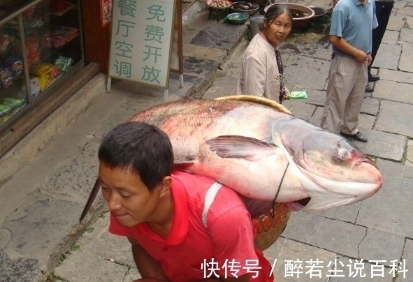 |搞笑GIF趣图:我们这一般叫燎毛,不知道你们那里叫什么