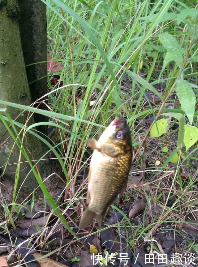 野钓小技巧浮漂做一个小改动,惊鱼几率大降