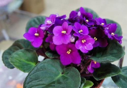 两件事|自制“淘米水”养花,掌握两个要点,发酵快无异味,养啥花都旺