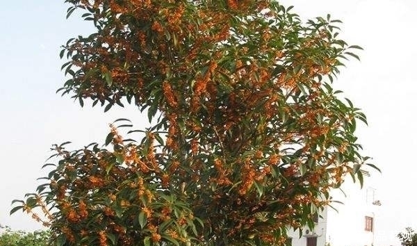 院子里不要乱种树,这6种树不仅能添福旺宅,还能招财纳福