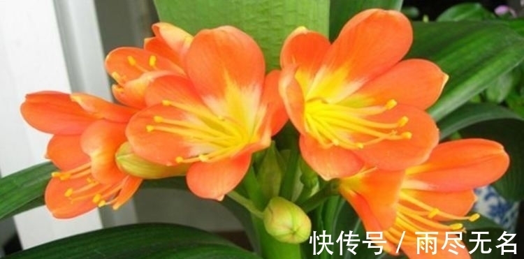 花期最长的植物,一开就是大半年,花朵五颜六色,漂亮又好养