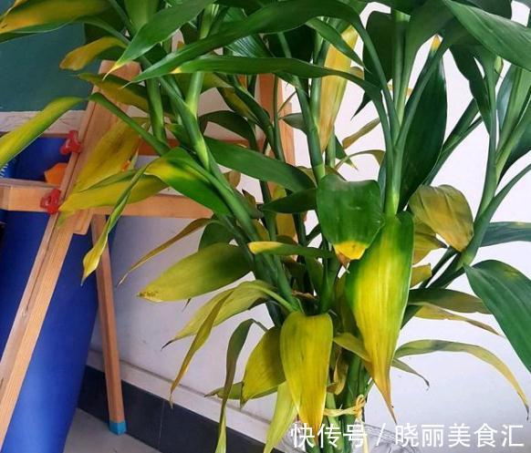 水培瓶里放一样东西,富贵竹一年四季不黄叶,成本不到2毛钱