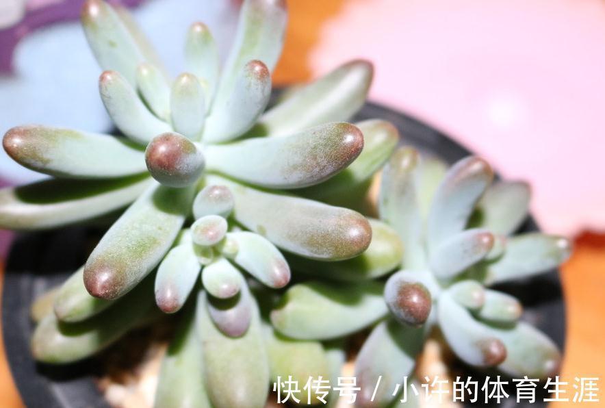 窗台阳台养多肉需要注意什么,懂得这3点,你好多肉植物也好