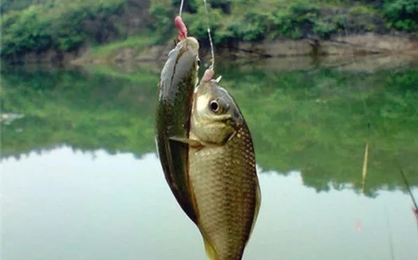 垂钓大鲫鱼试试这2大“秘诀”,秋季狂拉大板鲫,真过瘾!