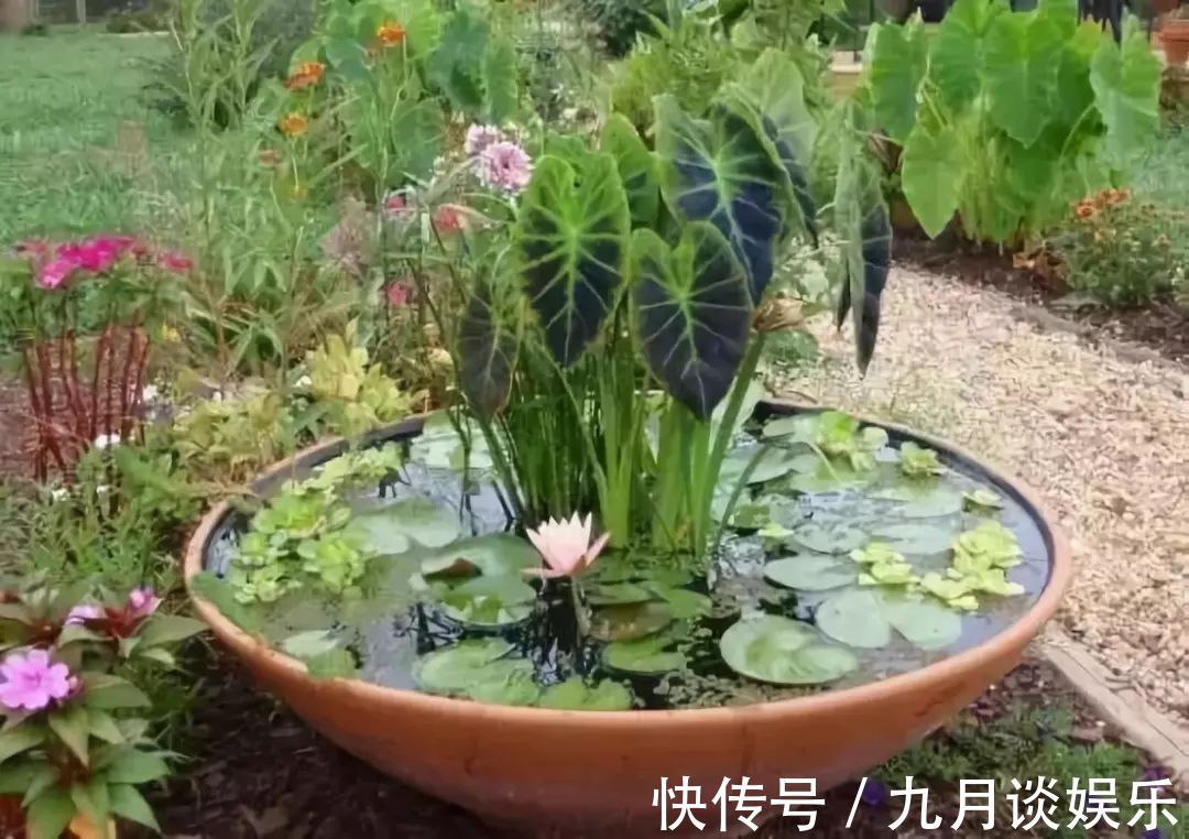 不花钱在阳台、露台上打造一个迷你池塘,好看到爆!