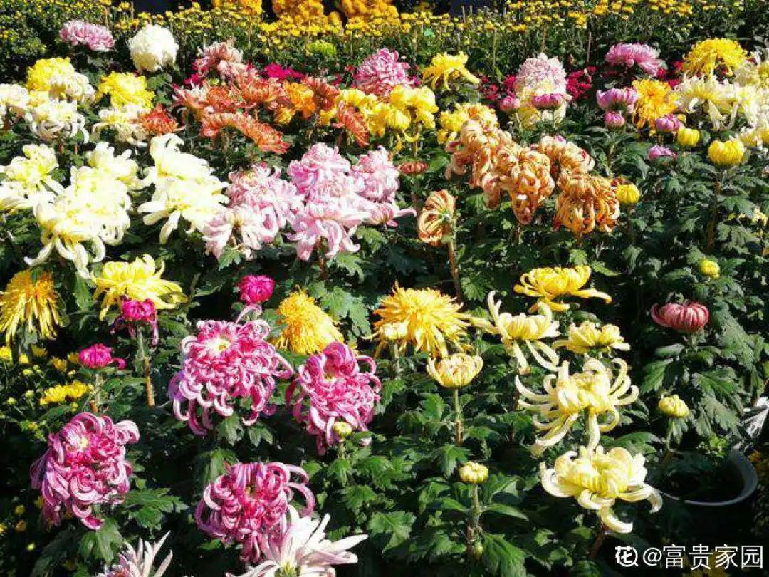 再穷也要养长寿花,寓意好、开花美,养人又养家!