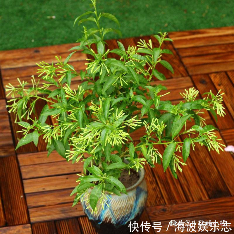 效果|晚上睡觉蚊子多别点蚊香,养“3种花”,驱蚊效果赞,入睡快