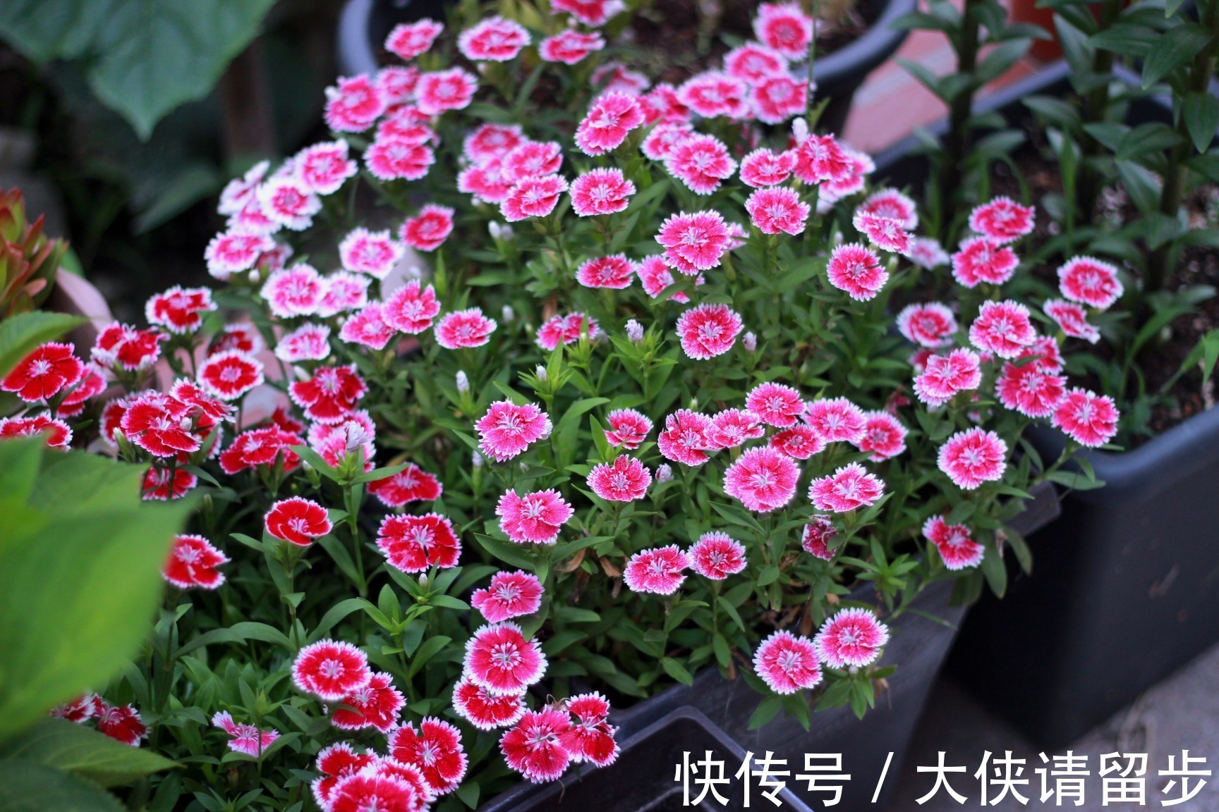 “人养花三年，花养人一生！”家居盆花100种，总有几款你喜欢