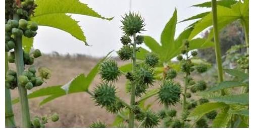 相思子|在农村分布有5种野果,全都含有“剧毒”,遇到千万不要采摘误食