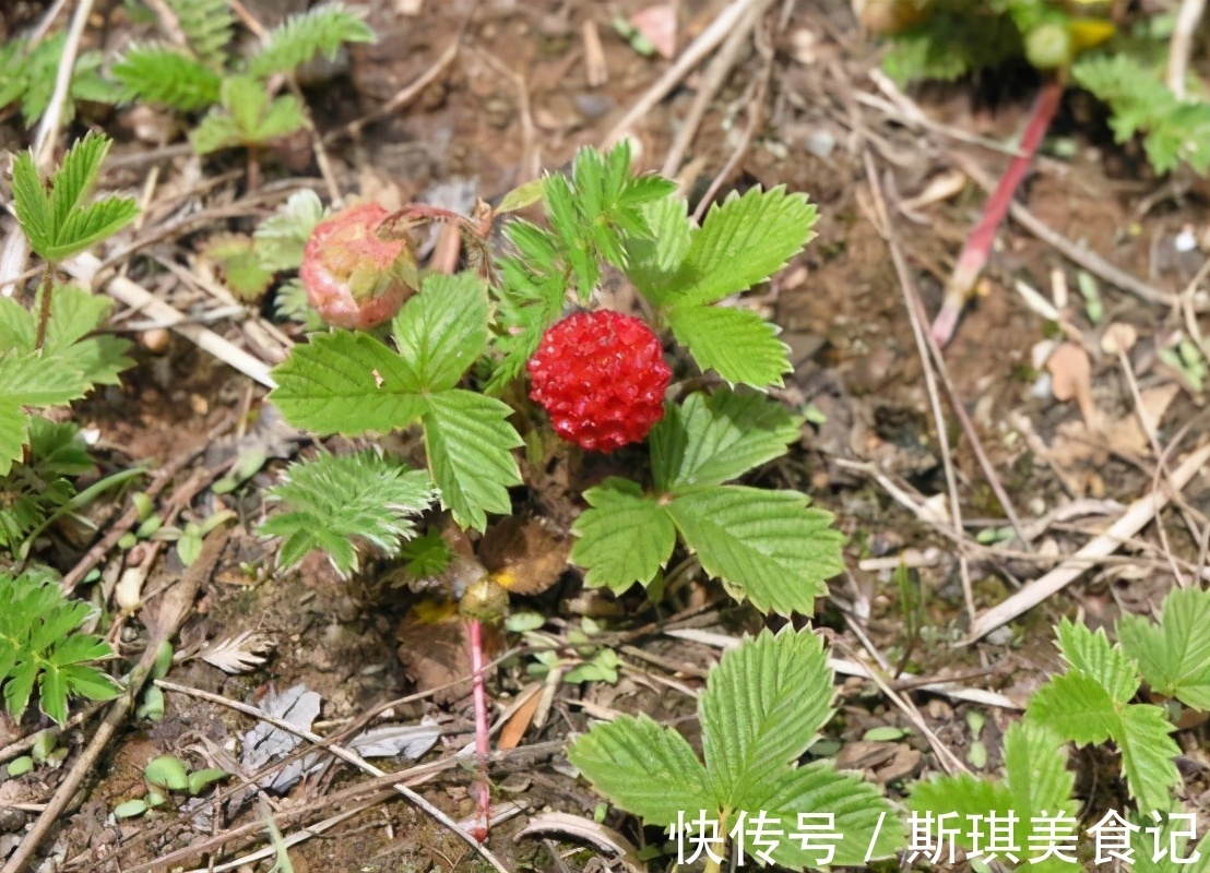 父母|有種野果叫蛇莓，比草莓還好吃，大人卻說不能吃，為啥？