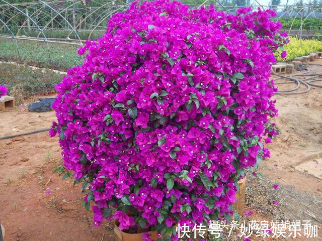 三角梅|适合秋天养的7种花,好养易活,只要环境合适,爱开花,花期长