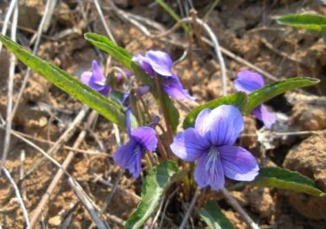 农村|农村一种常见野草,是上好的中药材,田野里遇到别忽视!