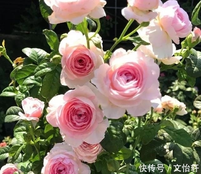 品种|100个月季品种，千姿百态，每个都很漂亮，图名并茂，值得收藏