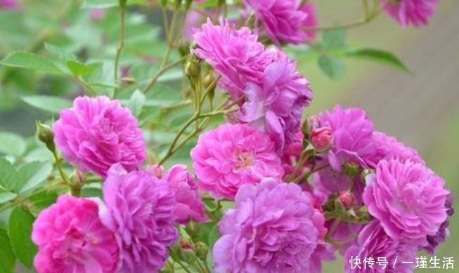 虎刺梅虎刺梅|懒人养花必备,一月不浇水都没事,五颜六色,漂亮且好养