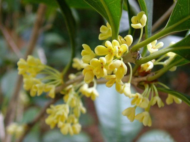 罗汉松|秋天碰到这2种树，找根树枝就能扦插，成活变成小盆栽，来年开花