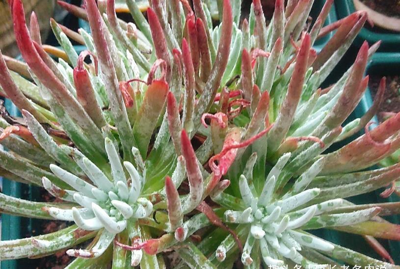 叶片|多肉爱杜丽丝好不好度夏?如果你像我这样养的话,那度夏自然不难