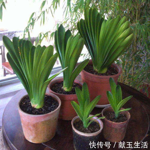 光照|12月养君子兰,就怕做错“5件事”,黄叶、烂根多,而且难开花