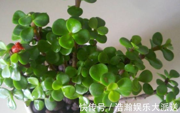 扦插|买盆景太贵此2种花插一根枝就能活,1年成老桩,越养越“值钱”