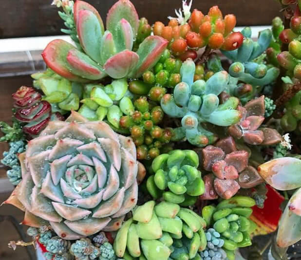 浇水|多肉一到夏天就死学会“5招”，安全度夏，叶片饱满，还爆盆了