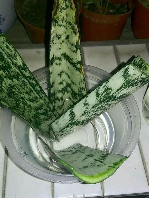 你还买这10种花别再乱花钱了,摘个叶子回家,过几天就变小苗了