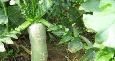 这根萝卜被誉为中国顶级食材，掉地上就拿不起来，能见到都算福气