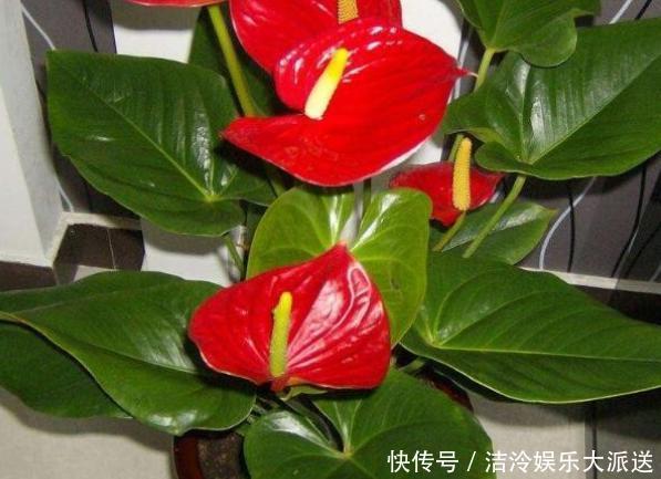 大蒜|大蒜养花好处多,使用正确花草不生病虫害、黄叶情况少得多