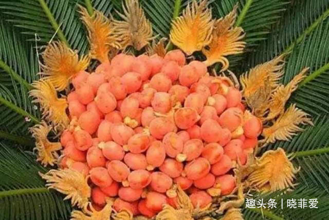 寓意|6种植物,花开富贵“好兆头”,能养开花是“高手”,你家有吗