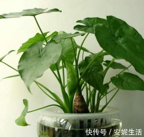 家里万万不要养这几种植物，有钱人送他都不会要，知道晚了