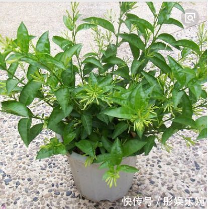 有香味的花卉盆栽有哪些养上几盆家里就不用买清新剂了！