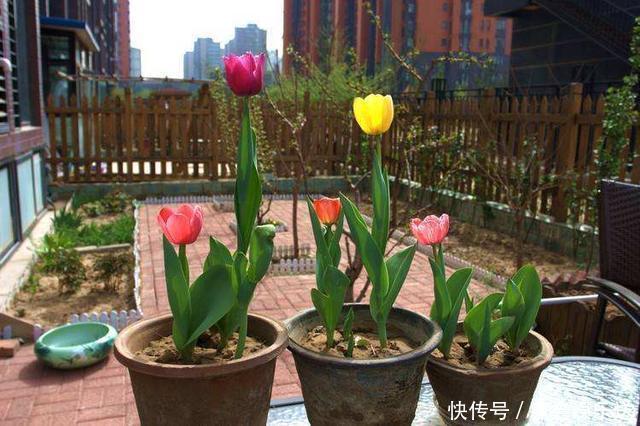 家里面不要养这几种花，老人的劝告，还是要听的