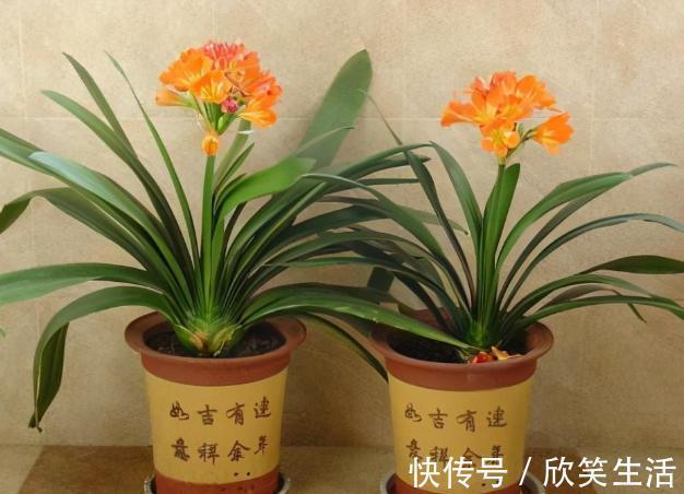 盆养君子兰，7天浇一次臭水，保管网格叶油绿、开花多