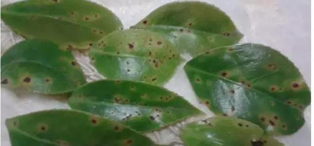 浇花|花妈妈养花15年,浇花时都要加点“神水”,花长的太美了,真神奇