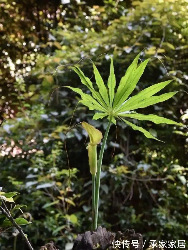 台长|太任性了，以高矮定雌雄，这植物竟然可以随时变“性”！