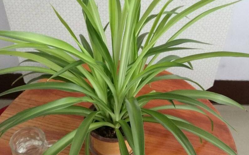 养花配土有讲究,3种花配土此样做,枝叶茂盛开花量大